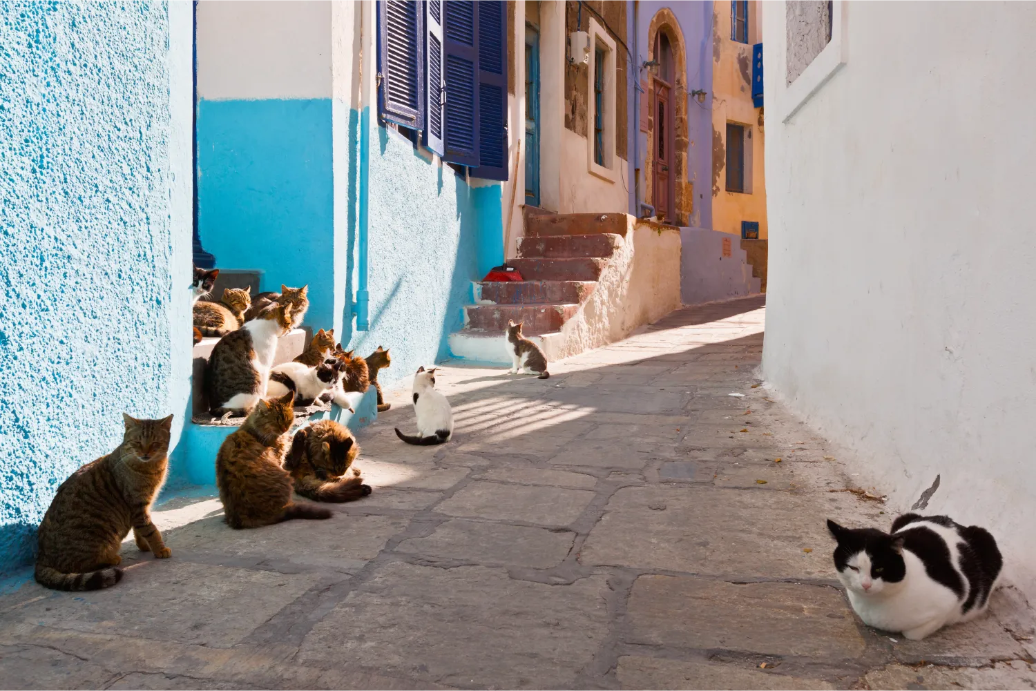 Γάτες σε ένα δρόμο του χωριού Μανδράκι στη Νίσυρο